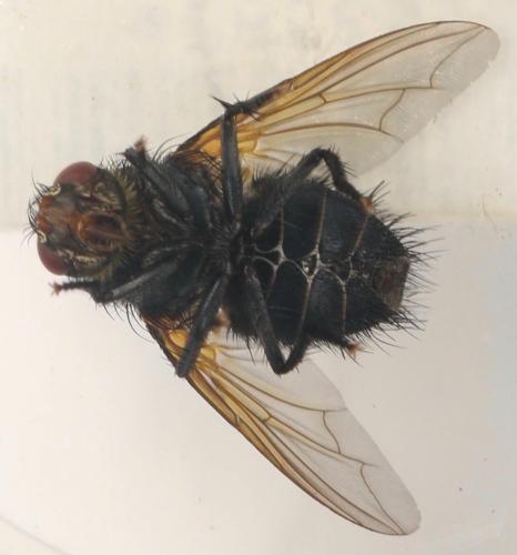 Réf. 327 422 : Nemoraea pellucida